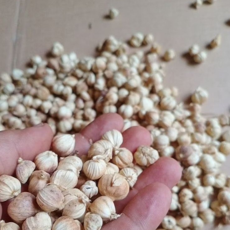 

Kapulaga Kering 1Kg Kapolaga Jawa