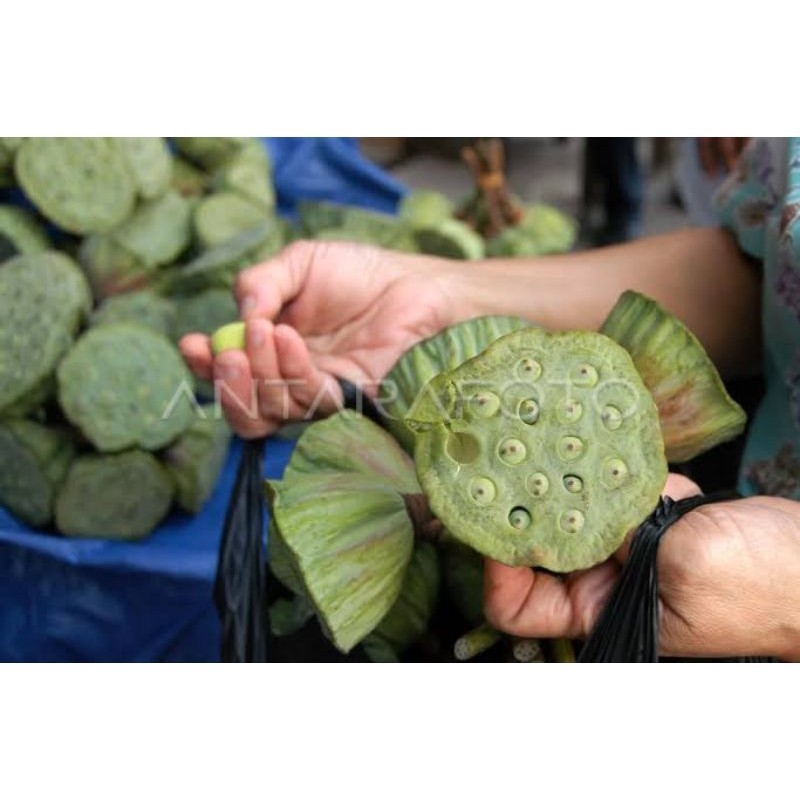 

COD Biji teratai muda segar/masih ada bonggolnya 1kg