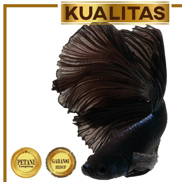 Hobi  Cupang Halfmoon Super Black Hiasan Aquarium Tanaman Aquascape