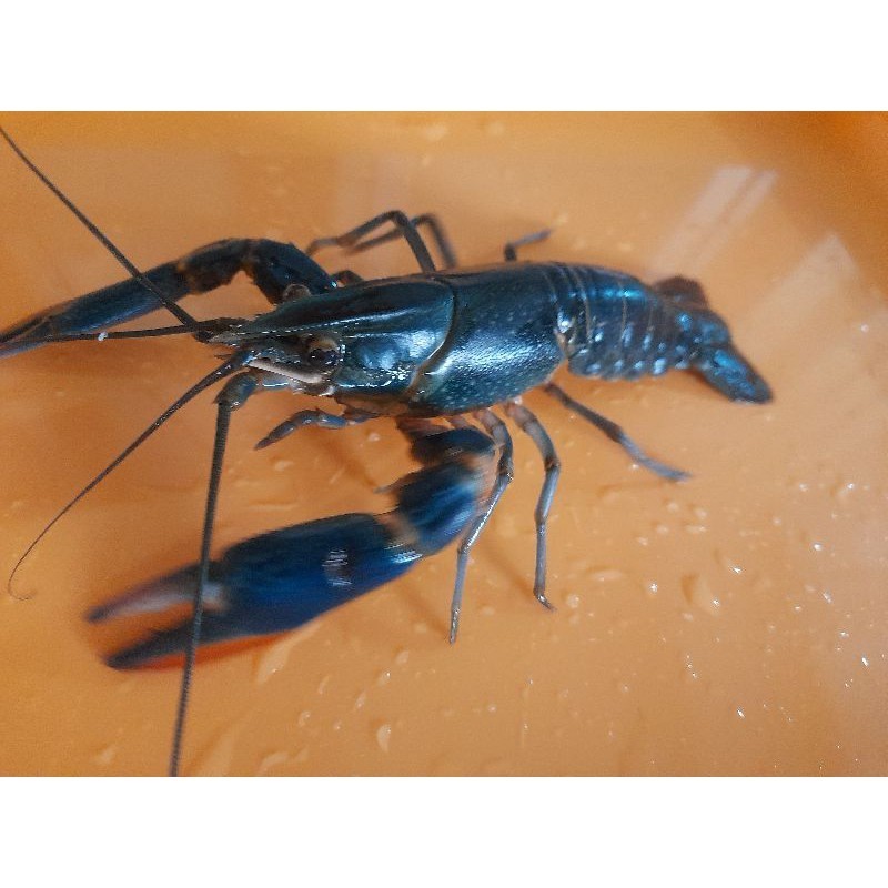 Hiasan Hiasan LOBSTER AIR TAWAR HIDUP 500 gram