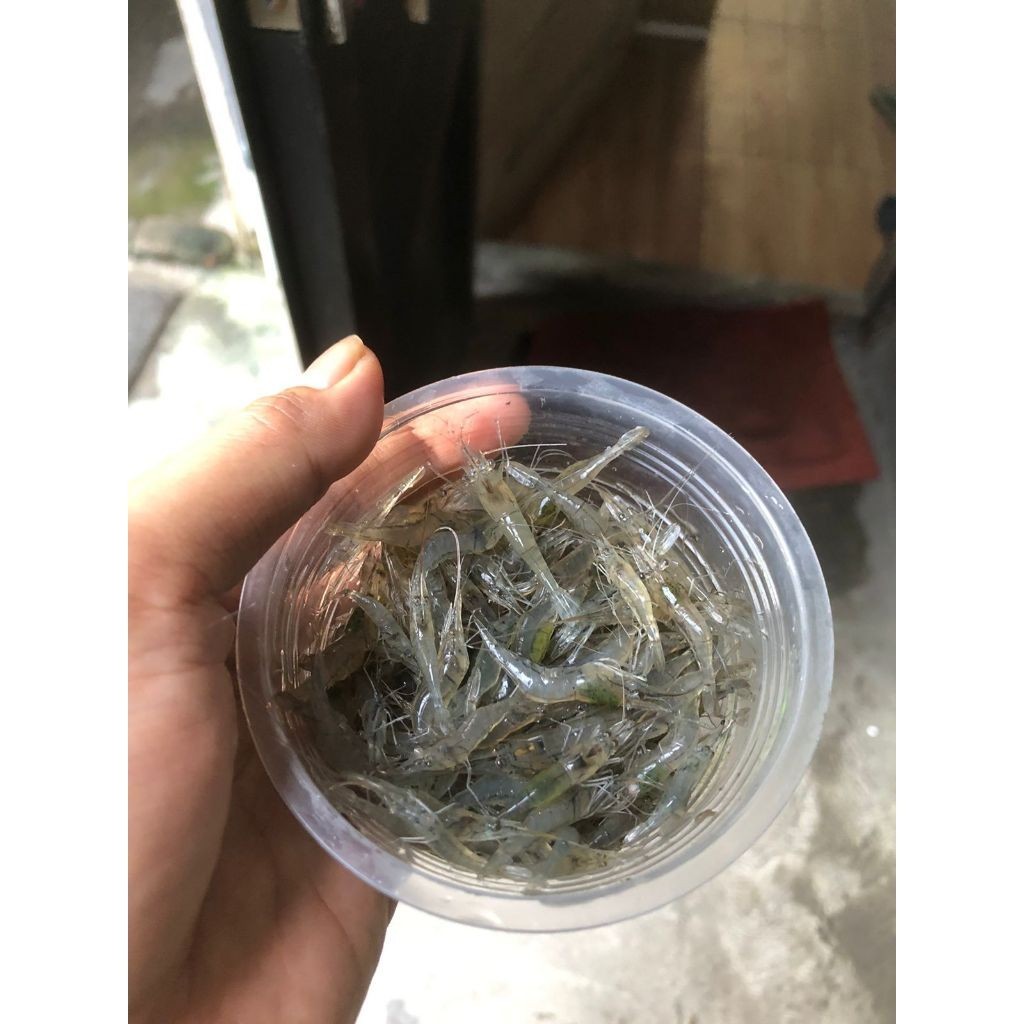 Hiasan Udang Sawah Hidup Satu Muk Besar Pakan  Predator Arwana Oscar Channa Pbass