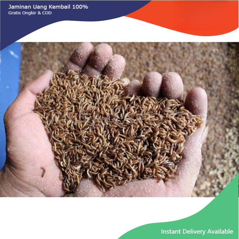 ULAT KANDANG HIDUP FRESH 50 gram 100 GRAM 250 GRAM 500 GRAM dan 1 kg ulet