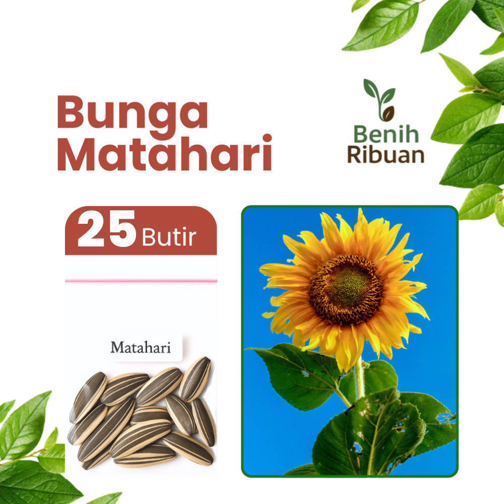 BENIH RIBUAN - Benih Unggul Bunga Matahari Sunflower, Bibit Bunga Matahari Super Benih Bunga Premium
