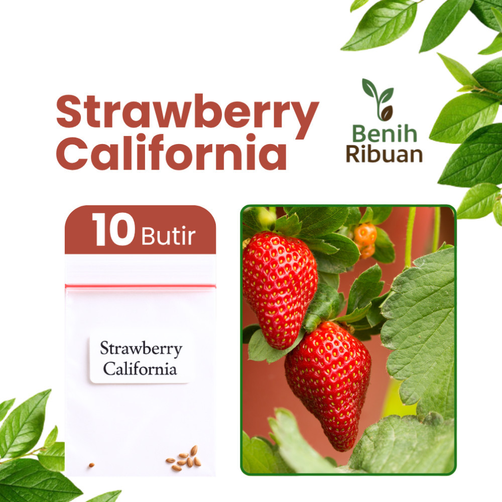 BENIH RIBUAN - Benih Buah Strawberry California Besar Manis Merah Bibit Stroberi Berkualitas Premium