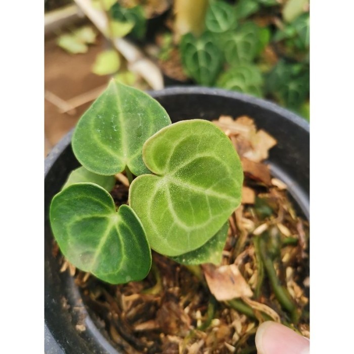 Anthurium clarinervium / Anturium tarantula / kuping gajah tarantula - Baby/anakan