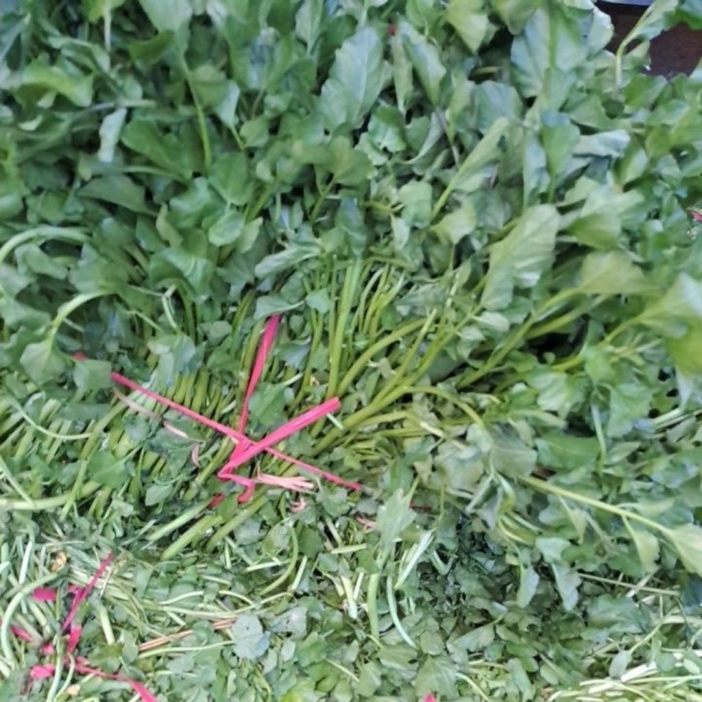 

Selada Air Segar Bandung