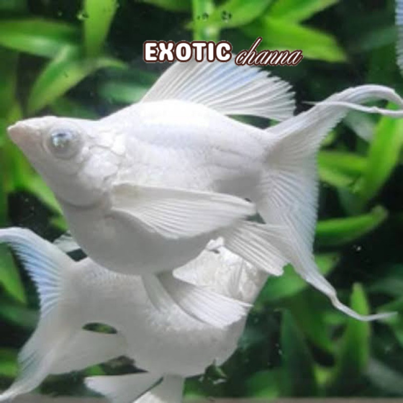 "SUPER", "PREMIUM" hiasan akuarium molly moli balon platinum cawang  JUMBO sepasang induk hiasan aku