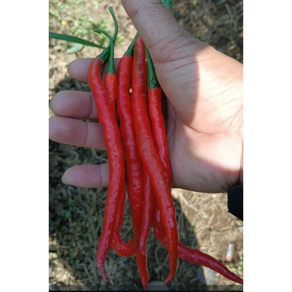 

PROMO Cabe / Cabai keriting Merah 1kg