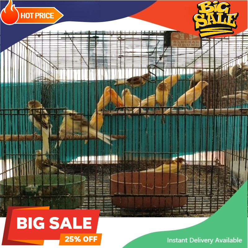 Kenari Bahan Jaminan Jantan