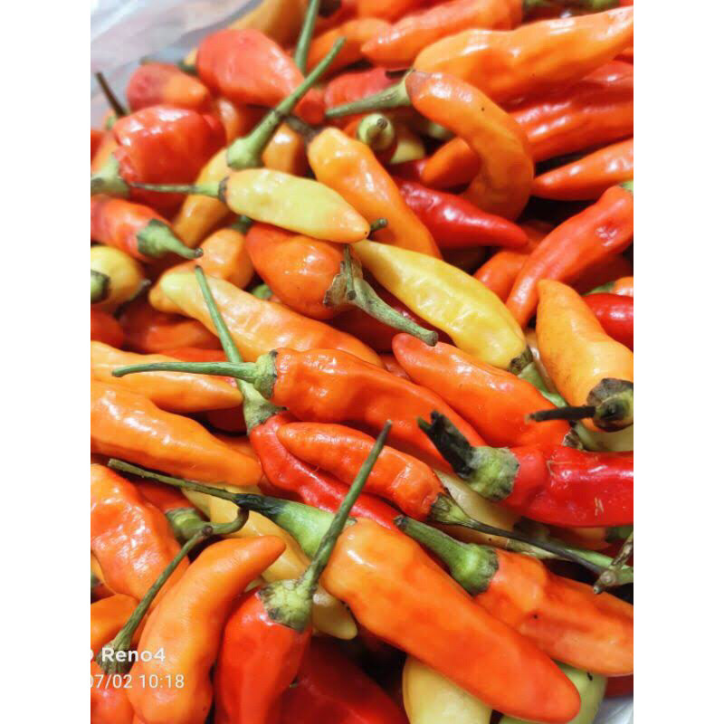 

Cabe rawit merah ori fresh | Lombok rawit merah ori fresh 1kg