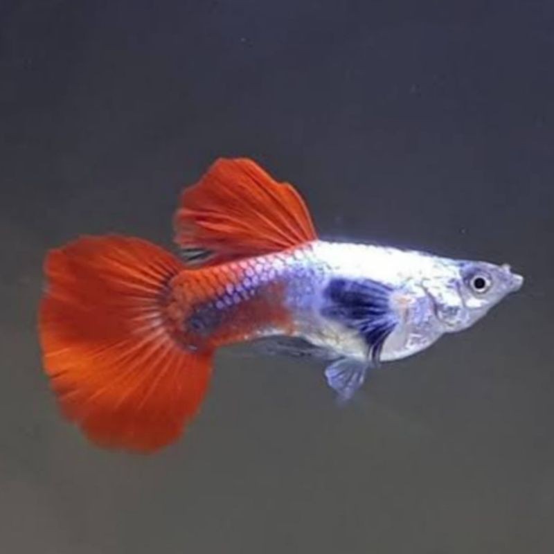 

stiker anomali HIASAN AQUARIUM GUPPY PRTDE SEPASANG INDUK