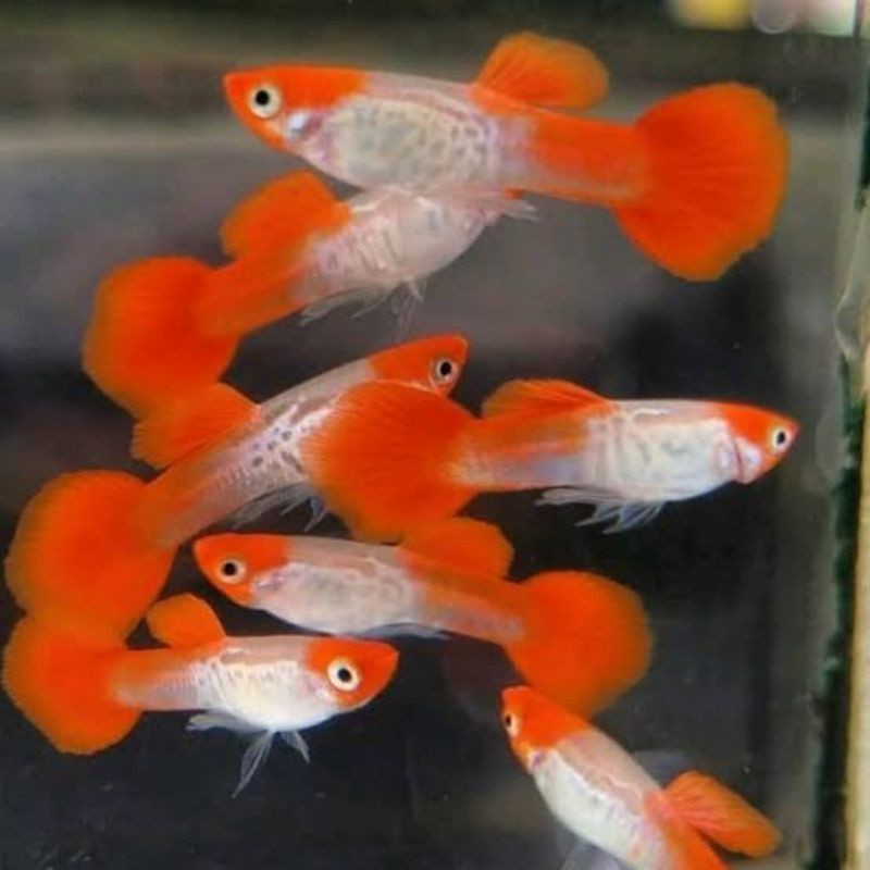 

stiker anomali hiasan aquarium ikan Guppy platinum koi 2pcs sepasang