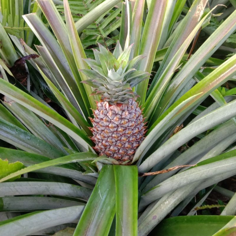 

Nanas Muda Segar/Buah Nanas/Buah Nanas Muda Herbal Segar [GRATIS ONGKIR]