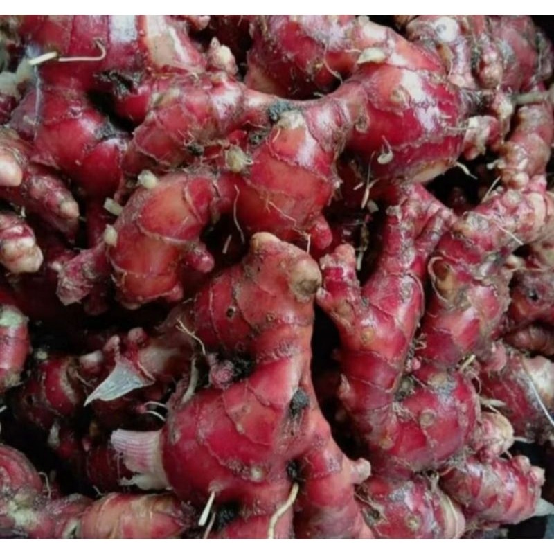

JAHE MERAH segar 1KG (besar sedang kecil)