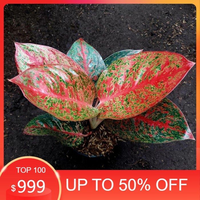 Aglonema Red Stardust Jumbo - Aglo - Aglonema Murah