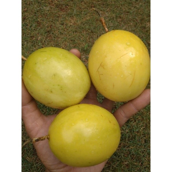 

VIT C BUAH MARKISA KUNING ASAM, MARKISA SUPER ORGANIK 1kg