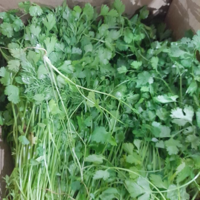 

Promo Daun ketumbar / wansui 100 gram - 500 gram