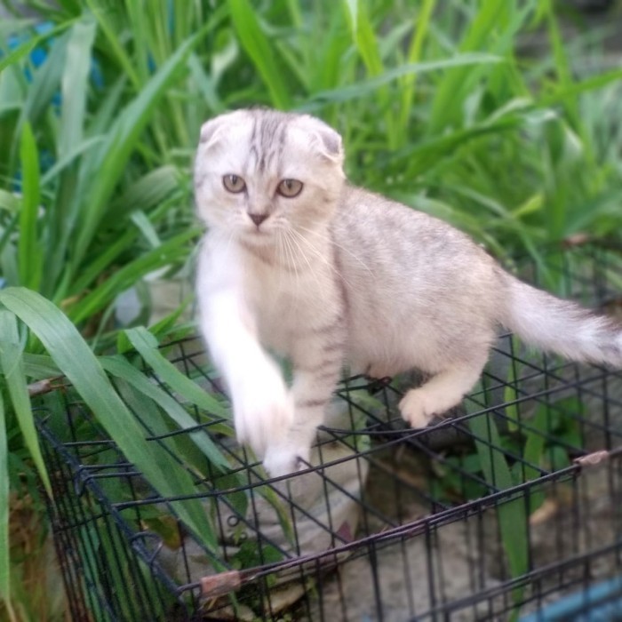 Kucing Scottish Fold Non Ped Betina Silver Kitten Teliga Lipat Skotis