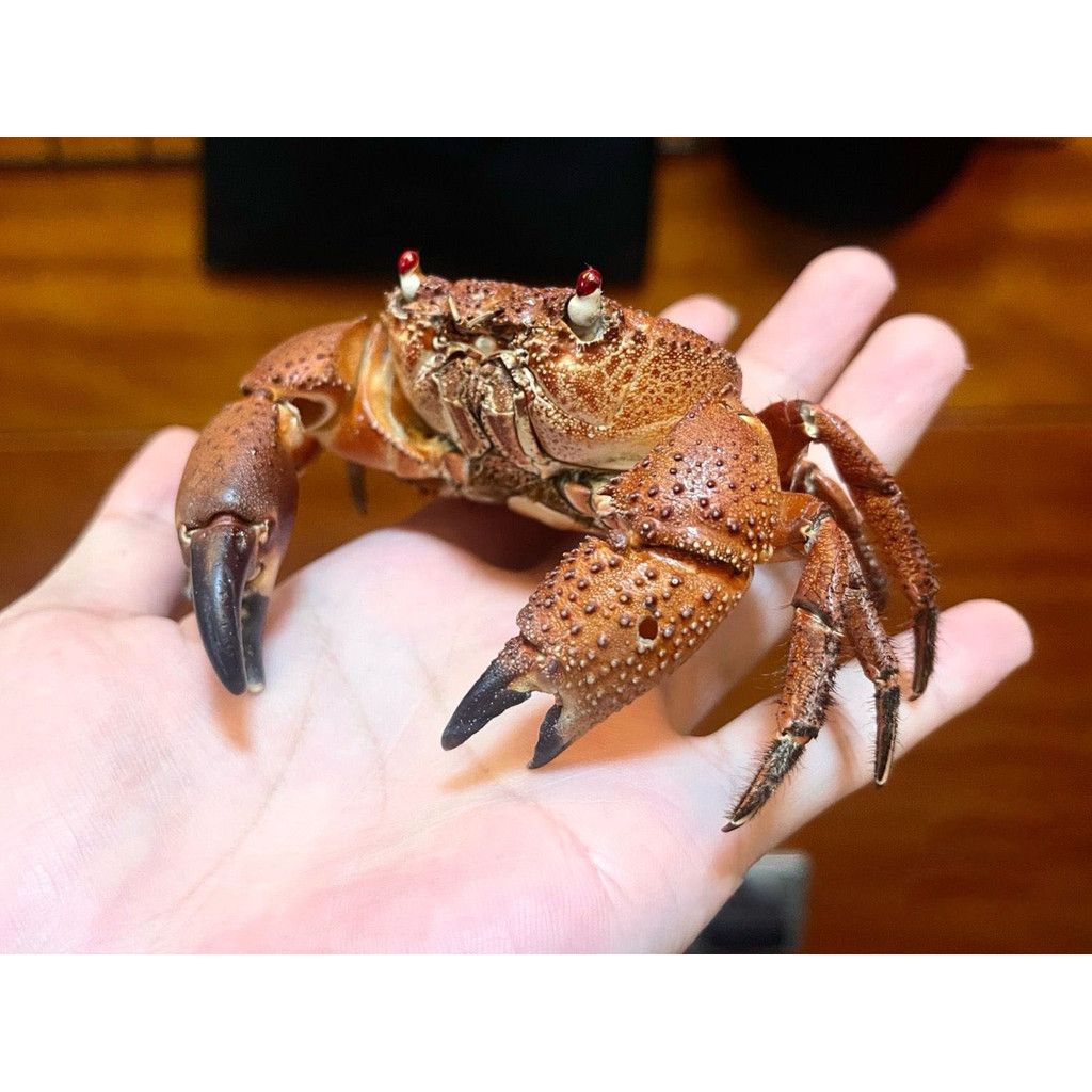 

Eriphia Ferox Real Crab Specimen Special Handicrafts Collectors Home Decor Ornament Desk Decoration Customized