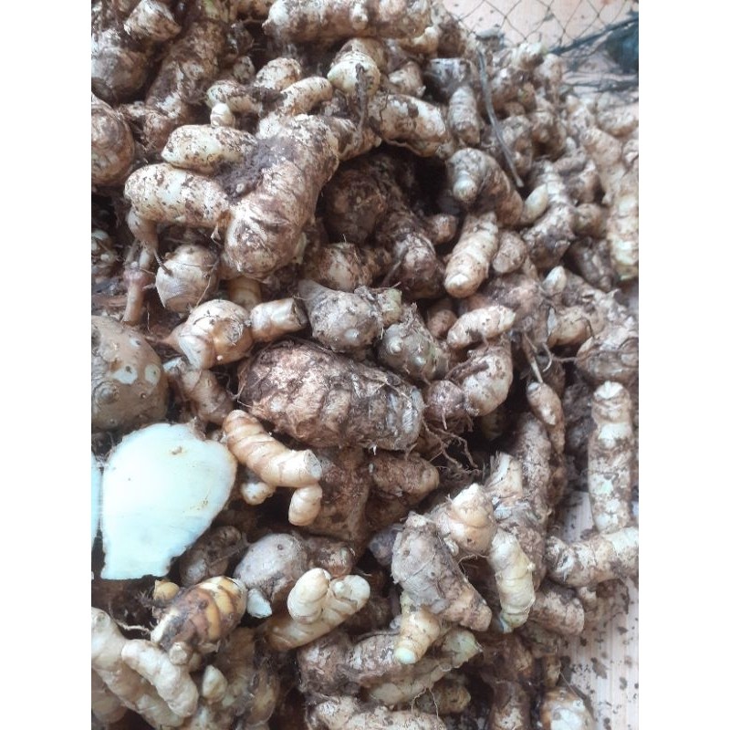 

tmu putih herbal 500 gr tmu putih herbal ..