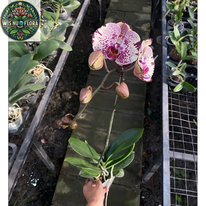 anggrek bulan bunga ungu batik