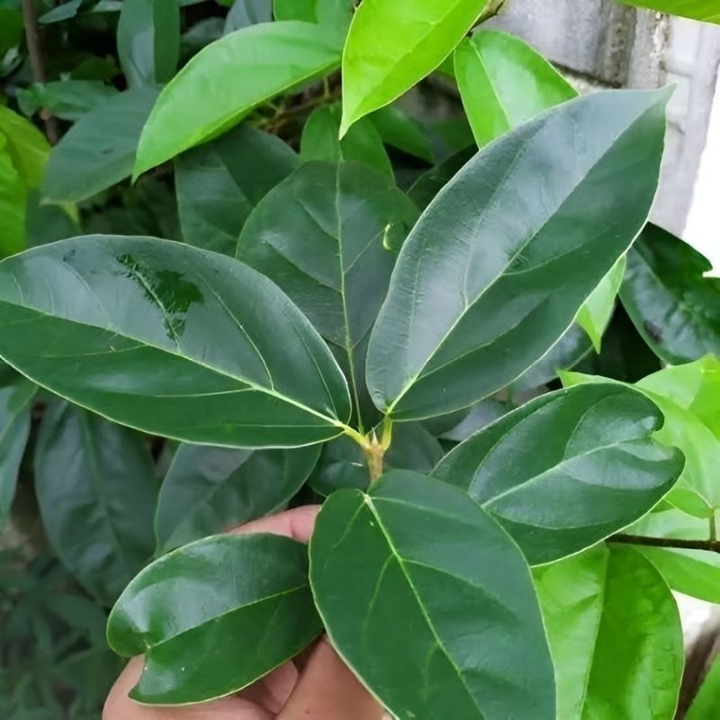 

Promo Daun cincau hijau organik minuman herbal 250 gram COD S.SP