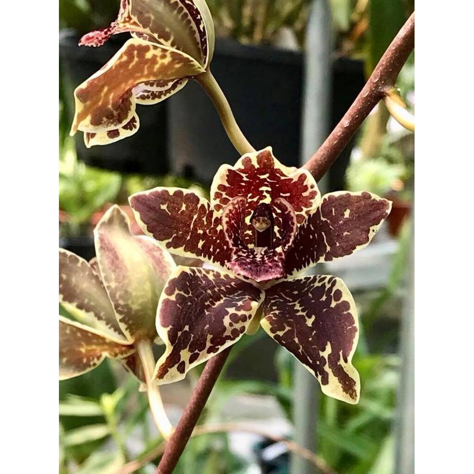 Seedling Anggrek Grammatophyllum Kiat Ta