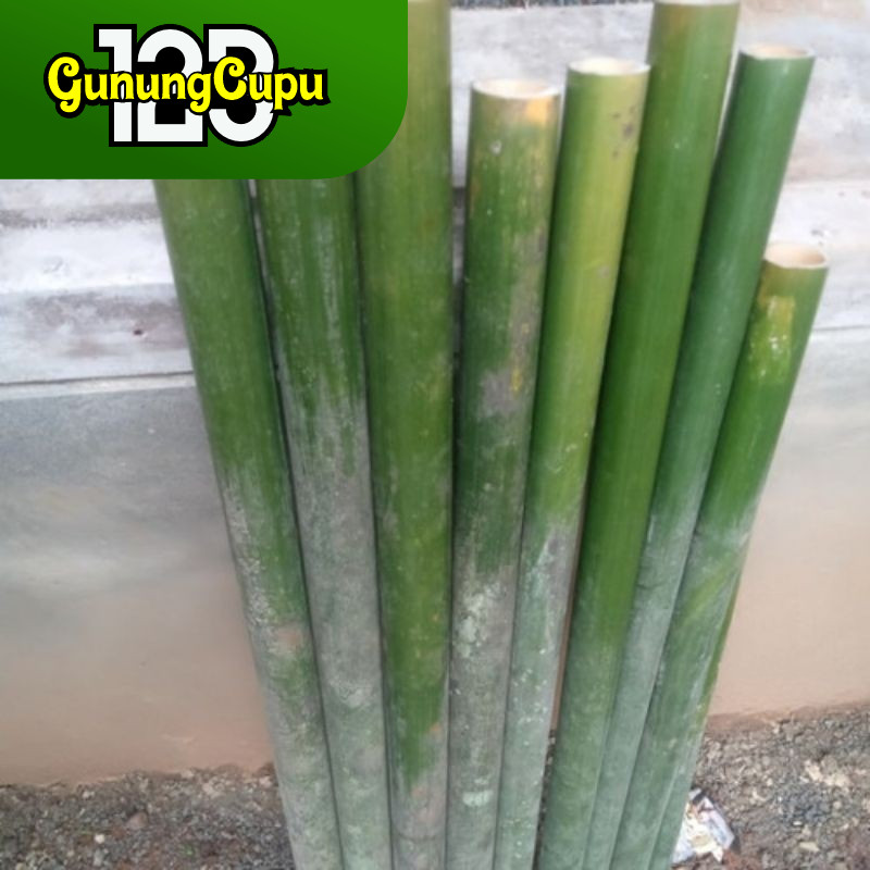 Bambu Tamiang Panjang 50 cm 60 cm
