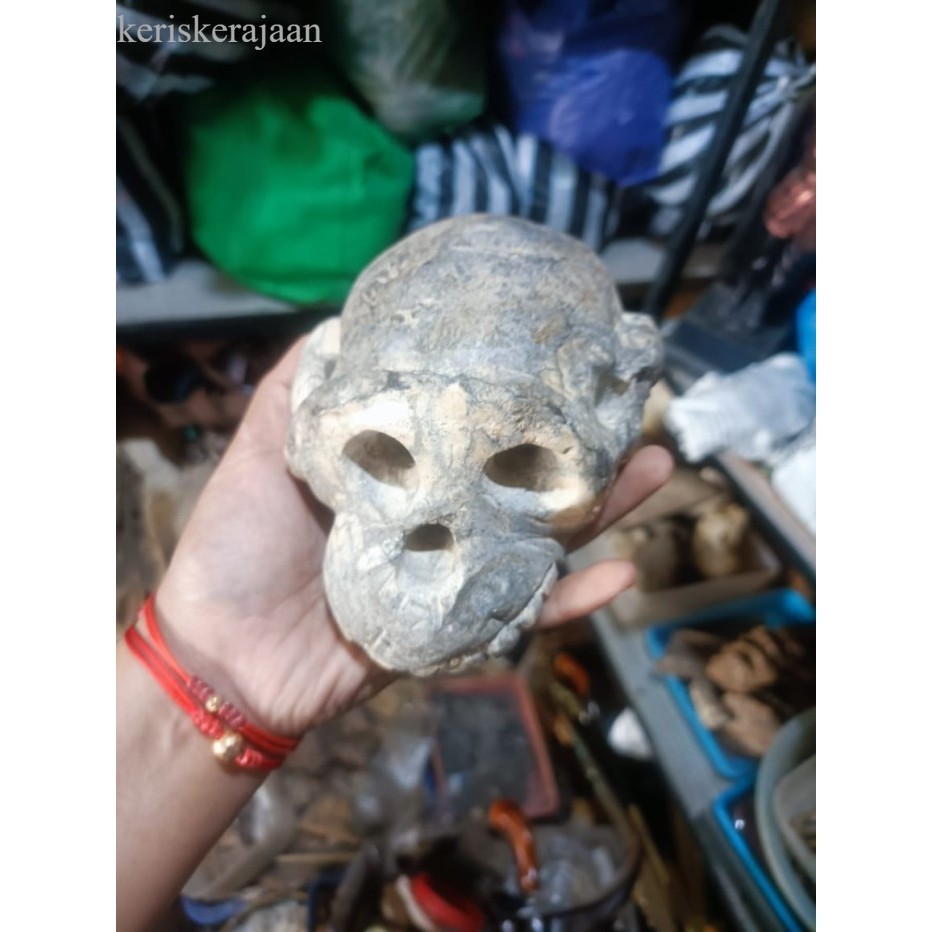 

tengkorak wong kalang manusia mante dari aceh ori wi ngit termurah bk Keris sengkelat majapahit mataram kartosuro kartasura Surakarta Yogyakarta nagasasra sabuk inten keris kriss nogososro BalineseJ antik