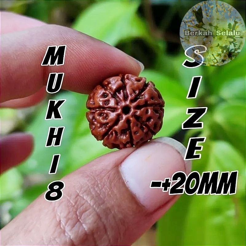 RUDRAKSHA MUKHI 8 JENITRI MUKHI ATAU GARIS 8 SIZE -+20MM Berkah_Selalu