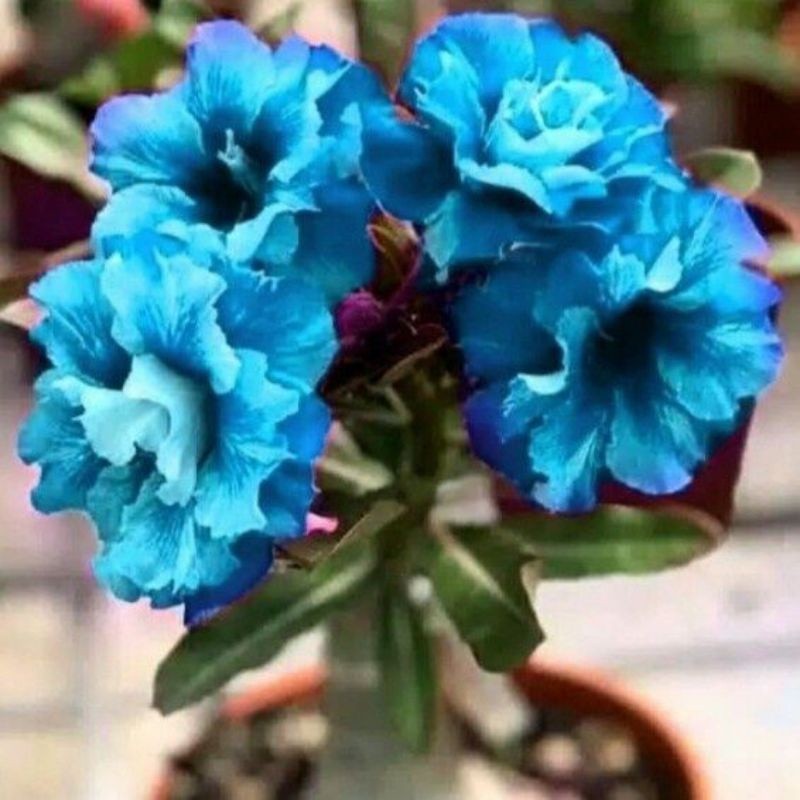 Bibit tanaman hias adenium Kamboja no 22 / kembang hidup asli adenium bunga tumpuk biru / bibit aden