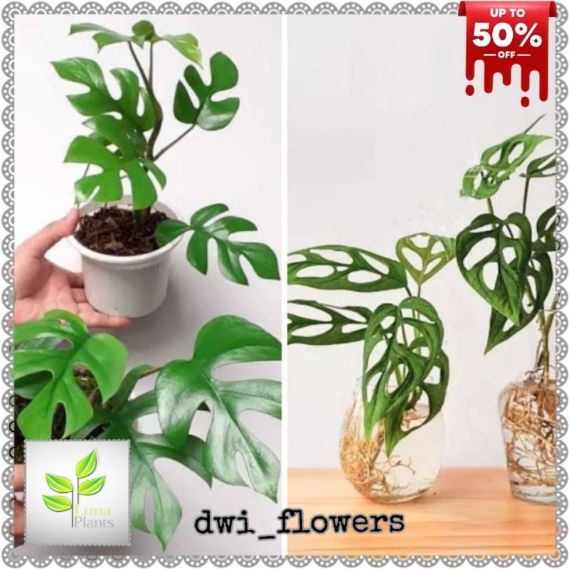 ( BISA COD ) PAKET 2 Tanaman Hias Monstera Tetrasperma & Monstera Janda Bolong Jandbol / Bunga Hias 