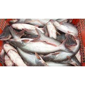 

Ikan Patin Segar 1 ekor 400 - 500gr