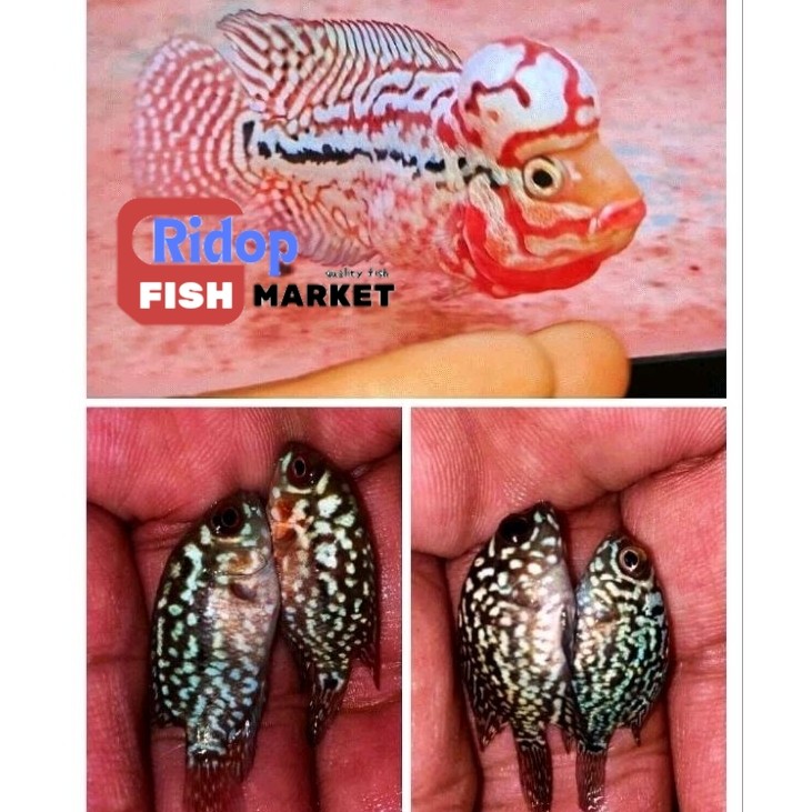 Perlengkapan akuarium King Kamfa F2 Red Louhan/Lohan Burayak Marking Panjang Sortiran Calon Jenong r