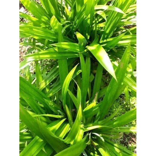 

PROMO Terlaris daun pandan segar