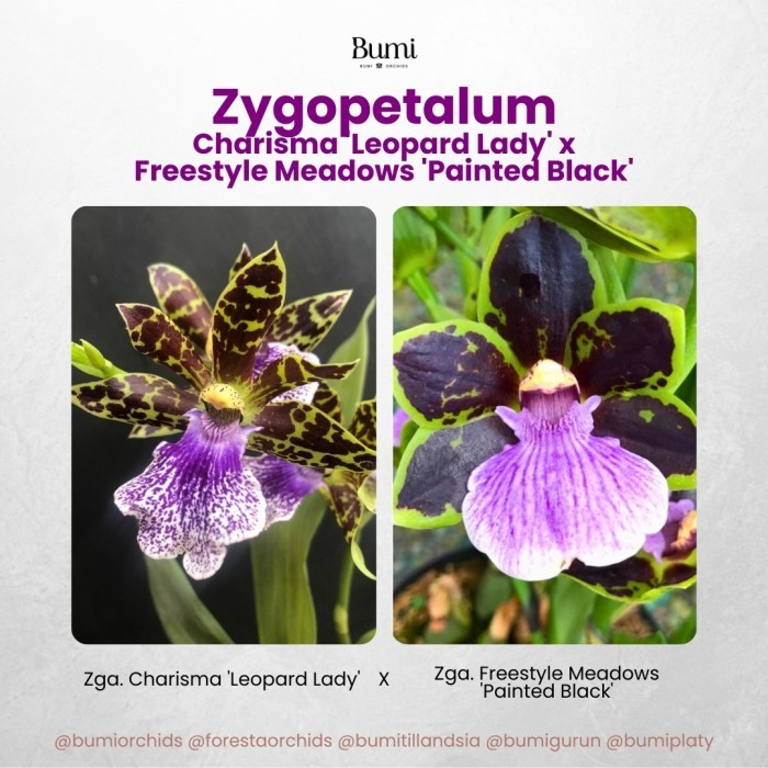 BUMI ORCHIDS Zygopetalum Charisma 'Leopard Lady' x Zga. Freestyle Meadows 'Painted Black' - Anggrek 