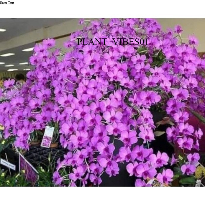 anggrek dendrobium bunga larat dewasa