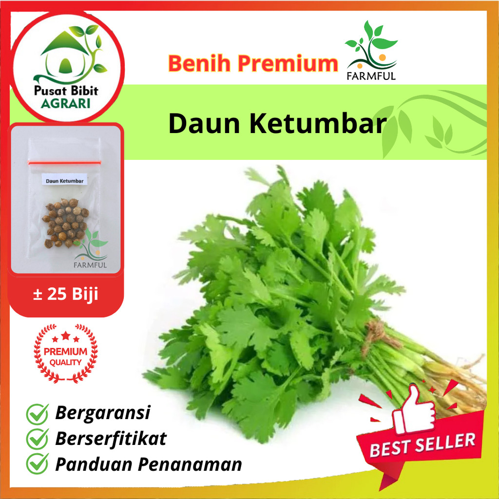 Benih Daun Ketumbar Favor Tanaman Herb Coriander Pusat Bibit Agrari