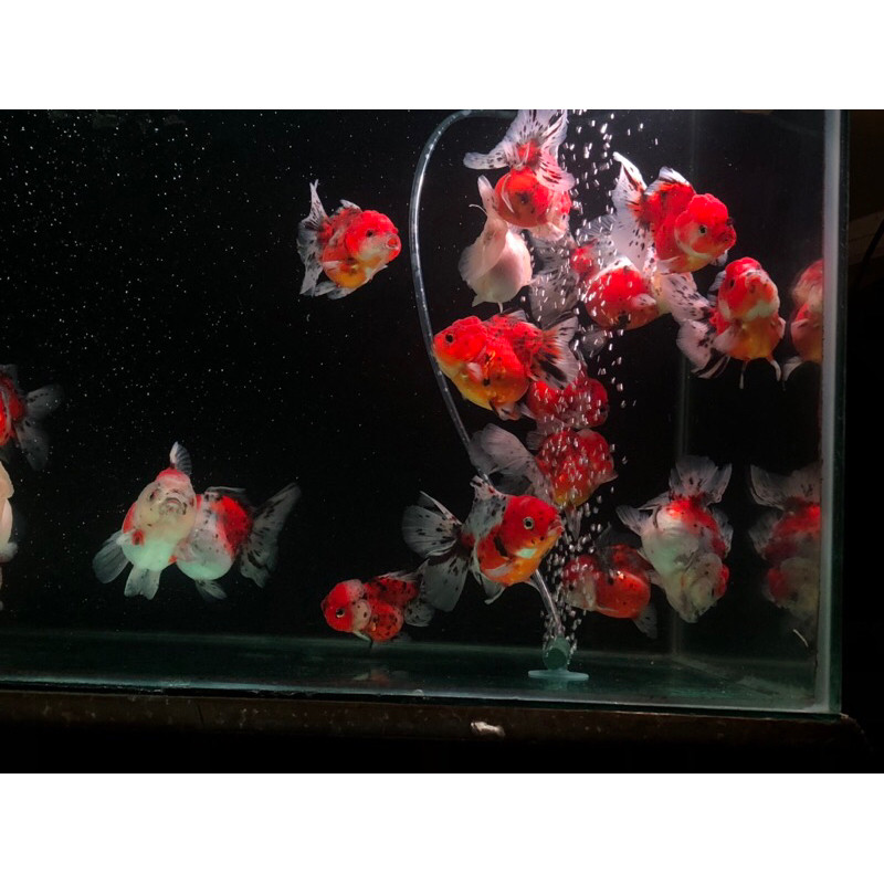 Kebutuhan Ikan Koki Ranchu Rancu / Goldfish Oranda Longtail Tiger / Pearl White / Tri Color Grade A 