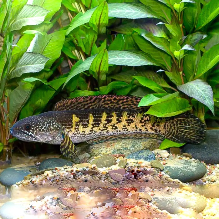 Ikan Channa Auranti /Aurantimaculata