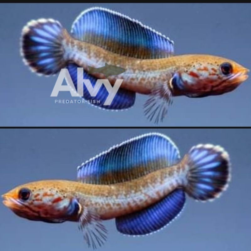 Premium quality Channa andrao 4-7 cm full pelet Bergaransi hiasan aquarium