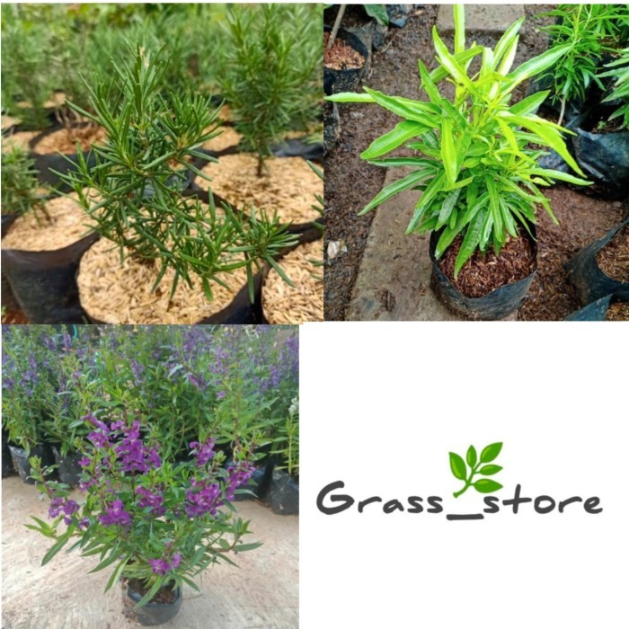 PROMO Paket 3 Tanaman pengusir Nyamuk - tanaman pengusir nyamuk