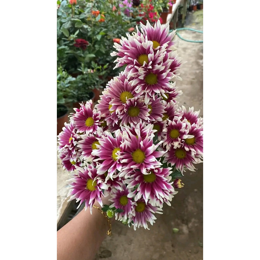 [ SUDAH BERBUNGA ] PROMO BUNGA HIDUP Tanaman Hias Bunga Krisan Serunai Sudah Rimbun Hidup  Siap Meka