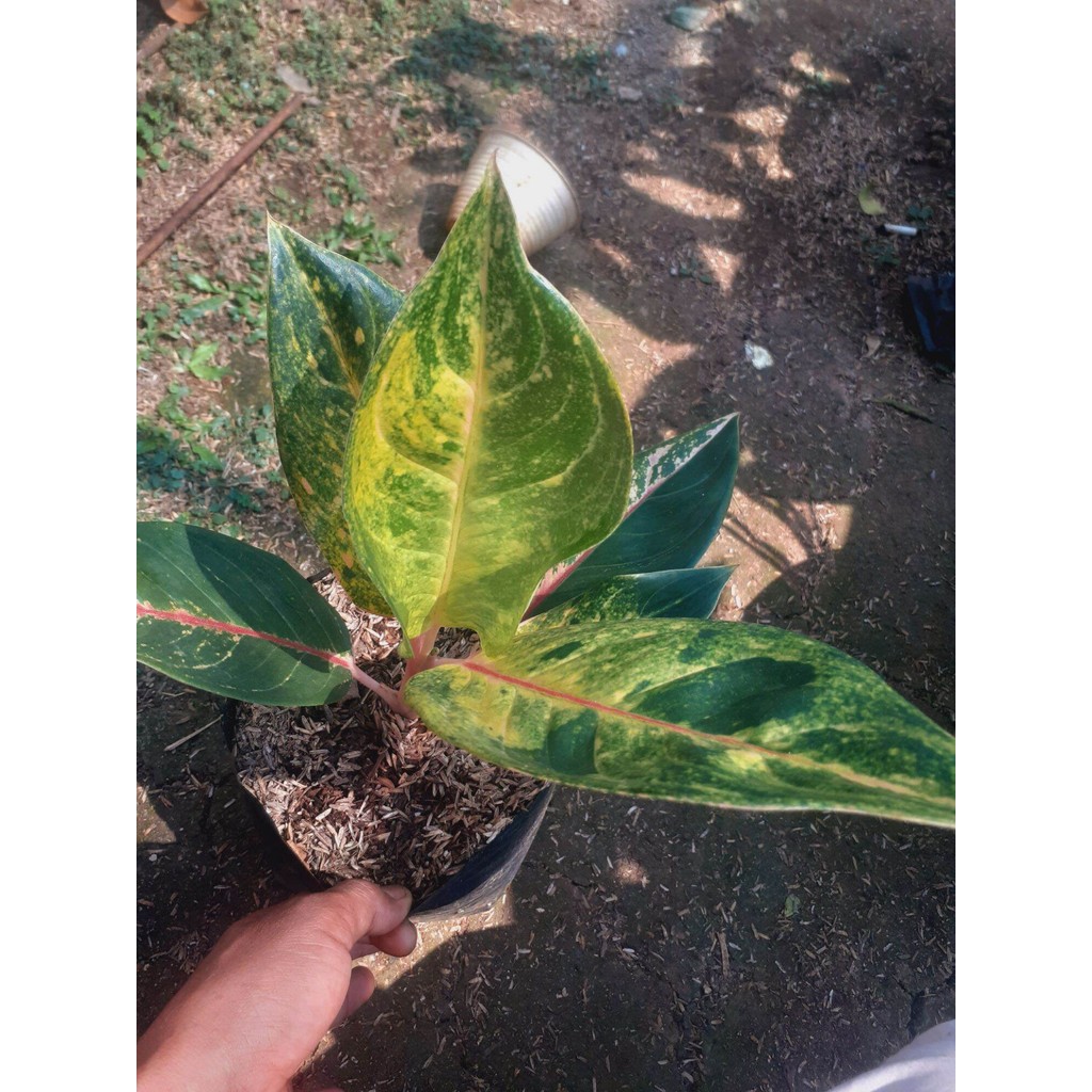 Aglonema red imelda tanaman hias hidup