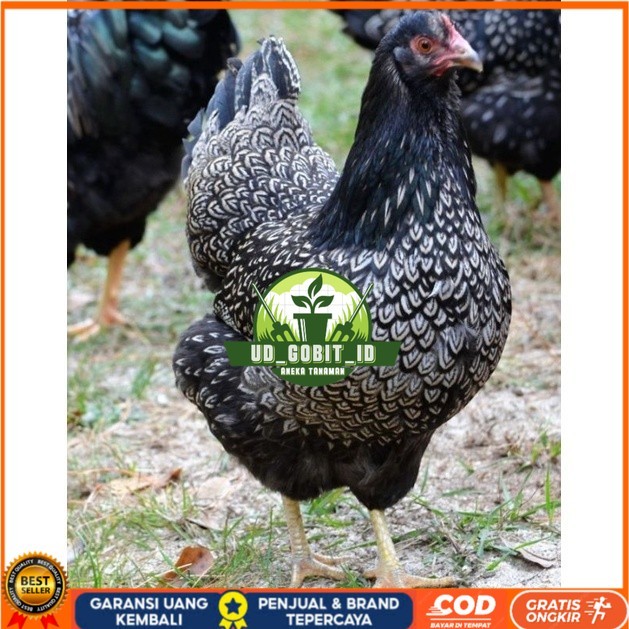 

TELUR AYAM KUP KAMPUNG UNGGUL PETELUR UNTUK DI TETASKAN UD_GOBIT_ID