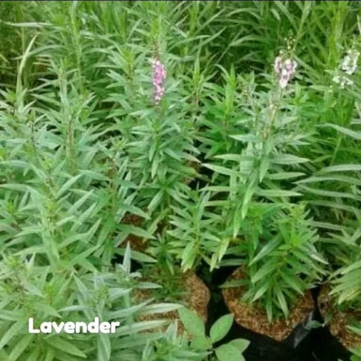 Tanaman hias lavender pengusir nyamuk - Tanaman hias Lavender