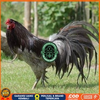 

Telur ayam black sumatera / telur ayam hias / telur fertil siap kirim UD_SUPER_UNGGUL_ID