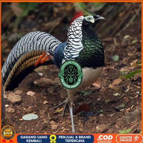 

Telur ayam hias ringneck lady amherst pheasant fertil asli UD_SUPER_UNGGUL_ID