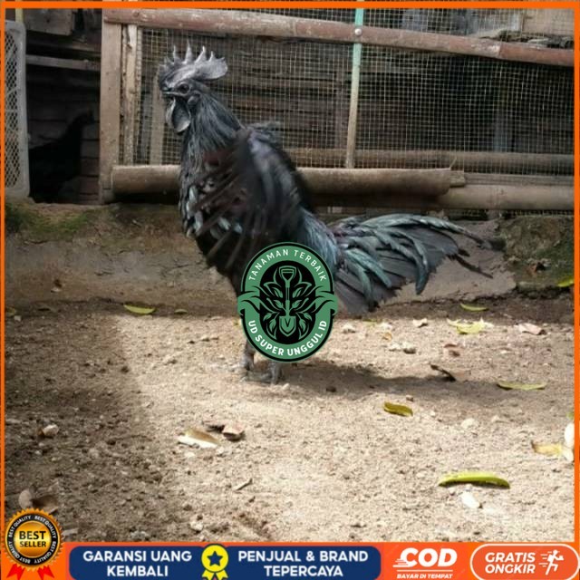 

TELUR AYAM HIAS CEMANI LIDAH HITAM FRESS UD_SUPER_UNGGUL_ID