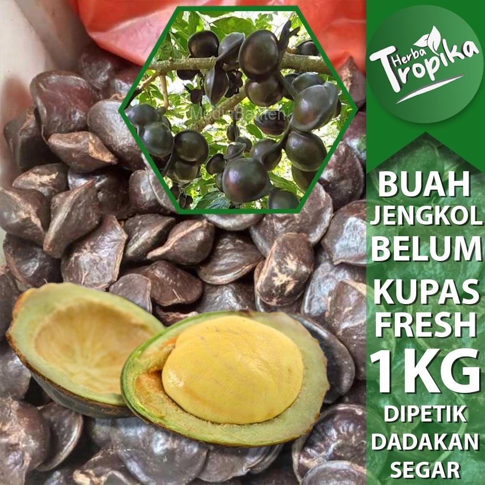 

Buah Jengkol Super Segar 1 kg Belum dikupas toko herba tropika